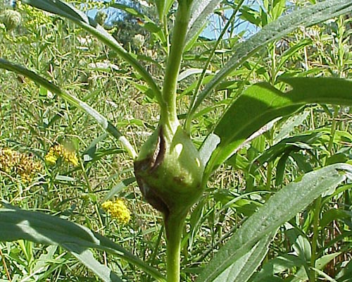 Gall on goldenrod